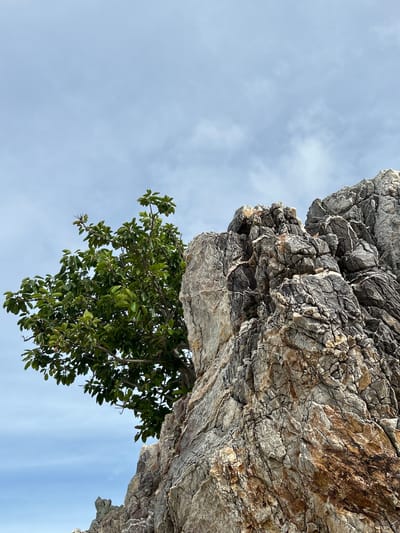 The image shows a rocky cliff face with a tree growing from it. The perspective is looking up from below, with the sky visible in the background. The rock is rough and textured, with shades of grey, brown, and white. The tree has dark green leaves and appears to be healthy. The sky is a light blue with some wispy clouds. The overall impression is one of natural beauty and resilience, with the tree seemingly defying gravity by growing from the side of the cliff. The location context of Tambon Phru Nai, Thailand suggests a tropical or subtropical environment, which is consistent with the lush greenery of the tree and the clear blue sky. There is no visible text in the image.