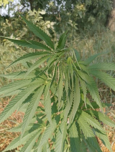 A close-up, vertical, outdoor shot captures a marijuana plant in full view, bathed in natural sunlight. The plant is the sole subject, with its distinctive serrated leaves prominently displayed. The background consists of dry grass and foliage, suggesting a rural or semi-rural setting. The image does not depict any people, actions, or interactions. The location in the city of San Martín de Porres, Peru, is not discernible from the visual information provided.