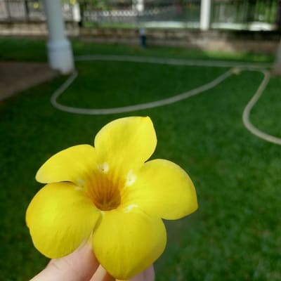 A close-up shot shows a bright yellow flower held by a person's fingers. The flower is in focus, with its petals unfurling. In the background, a neatly manicured green lawn is visible, with a white hose snaking across it. In the further background, blurred elements suggest an outdoor setting with a fence and white pillars, possibly part of a park or residential area in Phú Thủy, Vietnam. The lighting suggests it is daytime, with sunlight casting shadows on the grass.