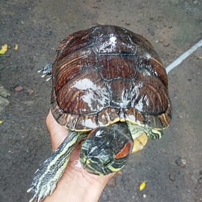 A red-eared slider turtle is held in someone's hand, showcasing its carapace. The shell is a dark brown color with reddish and yellow markings. The turtle's head is dark, and a distinctive red stripe is visible behind its eye. The neck and legs have a greenish hue with striped patterns. The turtle appears slightly wet, possibly due to being recently in water. The background includes a concrete surface, suggesting an outdoor environment.