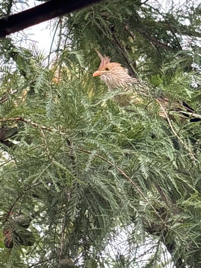 A brown, speckled bird perches upside down in a lush, green tree. The bird's head is tilted downwards, its long beak pointing towards the bottom of the frame. Its plumage is ruffled, blending with the texture of the surrounding leaves. The tree's dense foliage creates a natural camouflage, partially obscuring the bird's body and making it difficult to distinguish from the environment.
