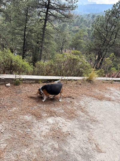 A medium shot shows a dog near a low wall in San Mateo Ozolco, Mexico. The dog, with a black back, tan head, and white legs, has its head down to the ground, likely sniffing. The ground is covered in dried pine needles and small stones, suggesting a forest environment. A low, concrete wall runs along the left side of the frame, with bushes and trees growing behind it, which extends beyond the trees to reveal mountains in the distance. The weather appears to be clear, with good visibility of the scenery.