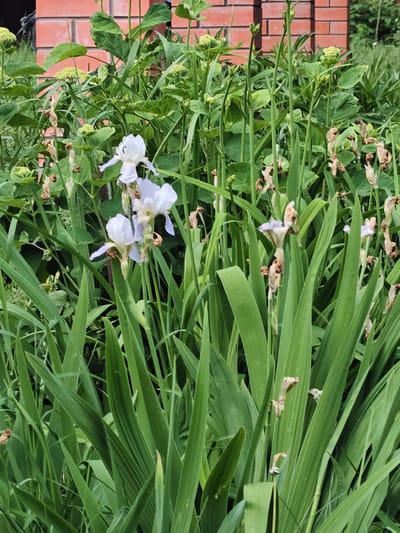 The image shows a close-up of several pale purple iris flowers in bloom, surrounded by tall, green foliage. The irises have delicate petals with darker purple veins. Some of the flowers are fully open, while others are still budding or past their prime, with dried petals visible. In the background, a brick wall made of red bricks is visible, indicating an outdoor setting. The environment appears to be a garden or a park, possibly in the city of Rodniki, Russia, given the context. The lighting suggests it is daytime, possibly overcast due to the soft shadows. There are no people or animals visible in the image.