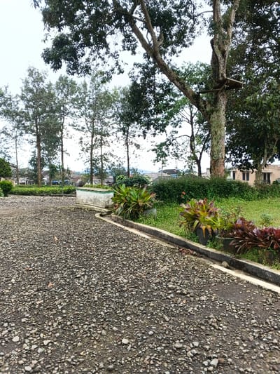 The image presents an outdoor scene located in Bien Hoa, Vietnam, characterized by a mix of natural elements and man-made landscaping. The foreground features a dark gray, irregularly textured surface composed of small gravel or crushed stone. This surface is bordered on the right by a concrete curb and an integrated narrow drainage channel. Immediately adjacent to the curb lies a strip of green grass, followed by several dark-colored planters containing large, robust Bromeliad plants displaying green and reddish-brown foliage. Further back, a rectangular, light-colored concrete trough or planter is situated among green foliage. The midground and background are densely vegetated. On the right, a large, mature tree with a thick, textured trunk, partially covered in moss or lichen, rises prominently. A small, flat wooden platform or perch is affixed to one of its substantial branches. To the left of this tree, a row of five tall, slender trees with relatively sparse green foliage extends across the frame. Beyond the vegetation, several low-rise buildings with light-colored walls and dark roofs are visible. The distant horizon reveals faint outlines of hills or mountains under a light, overcast sky. No individuals are present, and no specific actions are occurring within the frame.