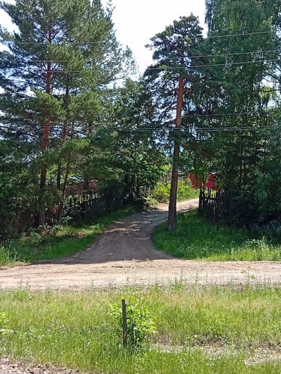 The image depicts a dirt road winding through a wooded area, likely in or near Novoilinsky, Russia. Tall pine trees with visible power lines running between them dominate the left side of the frame. A rustic wooden fence runs along the right side of the road, partially obscured by dense foliage and trees. A small red structure is visible in the background through the trees, beyond the fence. The foreground is filled with tall, green grass and wildflowers. The scene appears to be a rural or semi-rural setting under a bright, clear sky. There are no people or animals visible in the image.
