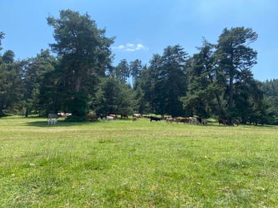 A herd of cattle is grazing in a lush green meadow in front of a dense forest under a clear blue sky. The cattle are of various colors, including brown, black, and white. Two white dogs are also present in the meadow, standing near the cattle. The meadow is covered in tall green grass, and in the background, numerous pine trees form a thick wall of foliage. The sun is shining brightly, casting shadows on the grass. The scene appears to be in a rural area, possibly on the outskirts of Batak, Bulgaria, given the typical landscape and presence of livestock.