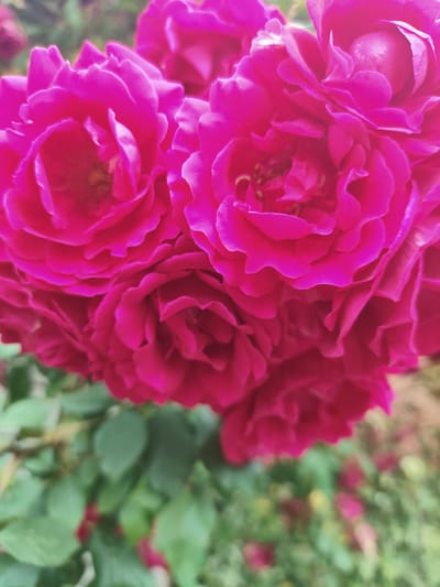 The image presents a close-up, high-angle view of a dense cluster of vibrant fuchsia-pink roses. Multiple fully bloomed roses dominate the upper and central portions of the frame, showcasing numerous layers of soft, slightly ruffled petals. The inner sections of several blooms reveal darker pink tones and faint yellow stamen structures. The background and lower foreground consist of heavily blurred green foliage, consistent with an outdoor garden setting. Additional indistinct, blurred shapes of red or pink are visible in the distant background, suggesting more floral elements. No human subjects, objects other than the flowers and foliage, or specific actions are depicted. The scene is located in Prigorodnyi, Russia.