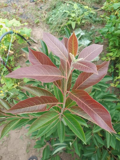 An upward-facing, close-up, eye-level shot captures the top of a plant in Solonytsivka, Ukraine. The plant has a central stem with branches holding leaves. The leaves are elongated and pointed, with some displaying a reddish-brown hue, while others are a vibrant green. The veins of the reddish-brown leaves are clearly visible, forming a network across their surface. The background consists of dirt and other foliage, suggesting an outdoor setting. There are no people or specific actions depicted.