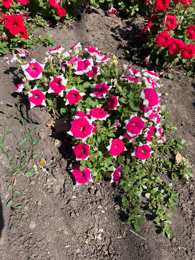In Ivanivka, Ukraine, a patch of vibrant petunias is captured in full bloom under a clear sky. The flowers display a striking bicolor pattern, with deep magenta petals edged in crisp white, forming star-like shapes. They are clustered together, their lush green foliage providing a verdant backdrop. The petunias are planted in dark, earthy soil, with some scattered dry leaves and thin green vines trailing across the ground. In the upper background, a cluster of solid red petunias adds another splash of color to the scene. The sunlight casts distinct shadows, highlighting the textured soil and the delicate petals of the flowers.