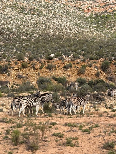 An outdoor, aerial-like view captures a herd of zebras and at least one Oryx in a semi-arid landscape within the Witzenberg Local Municipality, South Africa. The scene is dominated by dry, rocky terrain with sparse, green-grey scrub vegetation.
The primary subjects are approximately nine zebras, identifiable by their distinctive black and white stripes, situated on a reddish-brown dirt path or slope that cuts across the mid-ground of the image. The zebras are mostly standing, with some appearing to graze or rest, while others are more upright. In the lower left section of the frame, a large Oryx (gemsbok) with its characteristic long, straight horns is partially visible, facing towards the left.
The landscape features a rugged, stony hillside covered in light-colored rocks and low bushes on one side of the path, contrasting with a more sandy, less vegetated slope on the other. The lighting indicates it is daytime, likely mid-morning or afternoon, with clear conditions and visible shadows cast by the animals and topography. The weather appears dry and clear. There is no visible text in the image.