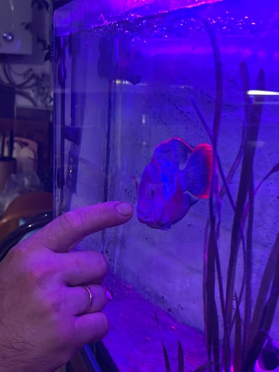 A person's hand, adorned with a simple gold band on the ring finger, is extended towards a vibrant blue and red fish swimming in an aquarium. The fish, with its scales catching the purple light, appears to be interacting with the finger. The aquarium's interior is dimly lit, with the dominant color being a deep purple from artificial lighting. Tall, dark green aquatic plants are visible, adding depth to the underwater scene. The background outside the aquarium shows a tiled wall and a glimpse of household items, suggesting an indoor domestic setting. The image is captured from a slightly high angle, looking down at the hand and the fish. The location is unknown, and the reference to Mineralnye Vody, Russia, is not supported by any visual evidence in the image.