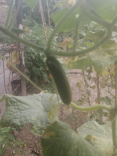 This is a close-up, out-of-focus, eye-level shot of a young cucumber plant in a garden. The cucumber fruit is visible on the vine, partially obscured by leaves. The plant is growing in a garden with soil, some dry vegetation, and other green plants in the background. A portion of a metal fence and a black bucket are visible on the left side of the image. The scene appears to be outdoors, in natural light, and is located in Yangiyer, Uzbekistan.