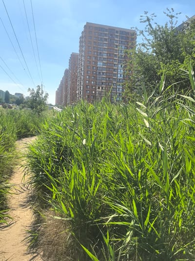 A dirt path winds through tall green grass on a sunny day. In the background, a row of identical tall, brick apartment buildings stretches into the distance, under a clear blue sky with power lines overhead. The buildings appear to be part of a modern residential complex. The environment is urban, with signs of recent development, likely in the city of Verkhnetemernitsky, Russia, given the context. There are no people visible in the image. The scene depicts a natural area adjacent to urban infrastructure.