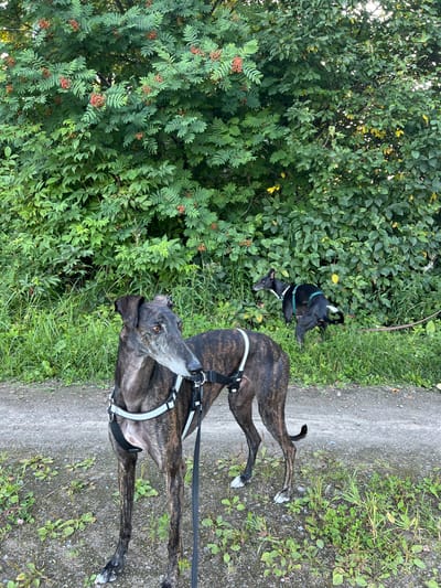 Two dogs are outdoors in front of a dense wall of green foliage with small red berries. The dog in the foreground is a brindle greyhound wearing a white harness. It is looking to the right. The second dog, a black dog, is further back and to the right, in the process of urinating. This scene is located in Hämeenlinna, Finland.