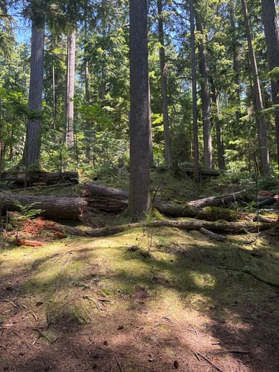 This is a photograph of a sun-dappled forest floor covered in moss and pine needles, with several fallen logs scattered throughout. Tall evergreen trees dominate the background, their trunks reaching towards the sky. The scene depicts a natural forest environment, likely within the forested areas surrounding Port Moody, British Columbia, Canada, such as those found in places like Shoreline Park or Rocky Point Park. There are no people or animals visible in the image.