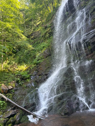 The image depicts a cascading waterfall flowing over a dark, moss-covered rock face. Lush green foliage, including trees and smaller plants, surrounds the waterfall, creating a vibrant natural scene. Sunlight filters through the leaves, illuminating parts of the vegetation with a warm glow, suggesting it is daytime. The water is white and frothy as it tumbles down, creating a sense of movement and energy. A fallen tree branch lies diagonally across the lower right portion of the image, partially submerged in the water and blending into the rocky terrain. The overall impression is one of a serene and verdant natural environment, likely a forest or a mountainous area. The orientation of the image is vertical, with the waterfall appearing to flow from the top to the bottom, and the vegetation at the bottom and to the left. The location context suggests this scene is in Chiprovtsi, Bulgaria.