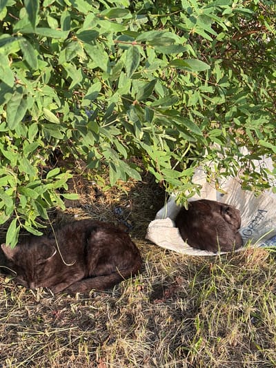 Two dark-furred cats are sleeping in the shade of green foliage, one on the grass and the other on a piece of burlap. The environment appears to be outdoors, with dry grass and some scattered dark objects, possibly berries or small stones, on the ground. The scene is set in Skovorodino, Russia.