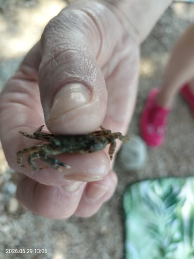 An adult's hand, with light-toned skin and visible creases, holds a small, dark-shelled crab between the thumb and forefinger. The crab has multiple legs and appears to be alive. The background is blurred, showing a sandy or pebbly surface. In the middle ground, a pair of bright pink shoes are visible, and to the right, a green and white patterned fabric lies on the ground. The timestamp "2026.06.29 13:06" is visible in the lower-left corner. The image appears to be taken outdoors in a coastal area, possibly on a beach in Krk, Croatia.