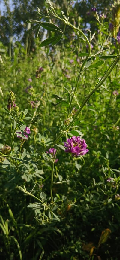The image is a close-up, eye-level shot of wild alfalfa plants growing in a field, possibly in or near the city of Kasansay, Uzbekistan. The dominant colors are various shades of green from the lush foliage and stems, with accents of vibrant purple from the alfalfa flowers. One prominent purple flower is in sharp focus in the mid-right of the frame, with its petals partially unfurled. Several smaller, unopened flower buds and clusters of leaves are visible throughout the scene. The background is a soft blur of green and dappled sunlight, suggesting a natural, outdoor environment. There are no people or animals directly visible. The lighting indicates it is daytime, with sunlight casting shadows and highlighting the textures of the leaves and flowers.