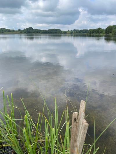 The image depicts a calm lake with reflections of a cloudy sky and a distant treeline. In the foreground, tall green grass grows at the edge of the water, with a piece of weathered, broken wood protruding from the grass and into the water. The water appears shallow near the shore, with submerged aquatic vegetation visible. The overall scene suggests a natural, tranquil environment. The location is identified as Bereznik, Russia.