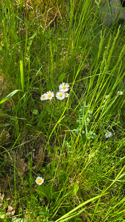 The image shows a patch of grass in Oberasbach, Germany. Several daisies are scattered throughout the grass, some clustered together and others isolated. The grass is long and green, with some blades leaning over. There are also a few small green plants mixed in. The ground beneath the grass is visible in places, revealing brown dirt and leaves.