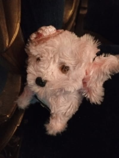 A light pink, stuffed dog toy sits atop a dark surface. The toy dog features brown button eyes, a black nose, and a small white hat with red designs. Its furry body is angled slightly to the right. The background is dark, with a gold-colored object visible on the left side and dark blue fabric behind the toy.