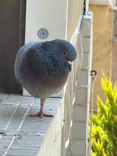 A pigeon stands on a tiled surface, its body predominantly gray with iridescent green and purple feathers on its neck and chest. The bird is facing to the right, with one red leg extended and its talons gripping the tiles. Behind the pigeon, a cream-colored wall with vertical ribbed details is visible, and to the far right, a bright green, leafy plant is in focus. A thin, light-colored rope with a dark metal loop is attached to the wall. The background suggests an outdoor urban environment, possibly a balcony or windowsill, with hints of a yellow building in the distance. The scene is illuminated by natural light.