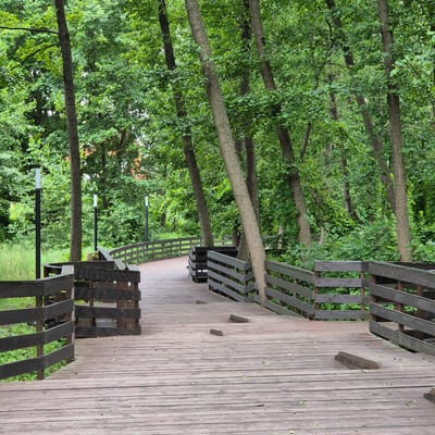 The image depicts a curved wooden boardwalk winding through a dense forest. The boardwalk, made of weathered wooden planks, has dark wooden railings on either side. Several tall, slender trees with rough bark and lush green foliage are interspersed along the path and in the background. In the distance, three modern black lampposts with white caps are visible along the boardwalk. The ground beneath the boardwalk is covered with grass and foliage, and a few fallen leaves are scattered on the wooden planks. The overall scene is one of a natural, serene park environment. The location is identified as a boardwalk in the city of Liski, Russia. There are no people or animals present in the image.