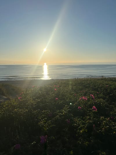 The image depicts a serene coastal scene bathed in the warm glow of sunrise. In the foreground, a dense thicket of green bushes is adorned with numerous vibrant pink flowers, suggesting a wild rose or similar blooming shrub. The foliage is lush and extends across the lower half of the frame. Beyond the flowering bushes, a sandy beach stretches towards the sea, where gentle waves create a textured pattern on the water's surface. The sun, a bright orb radiating a powerful beam of light, is positioned just above the horizon, casting a shimmering reflection across the ocean. The sky above is a gradient of clear blue, transitioning to a softer yellow hue near the horizon. In the distance, faint silhouettes of what appear to be ships can be seen on the water. The overall atmosphere is tranquil and natural, evoking a sense of peace and the start of a new day. The specific location in Baltiysk, Russia, is not visually identifiable from the image itself.