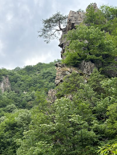 This detailed image captures a dense, verdant forest and rugged rock formations under an overcast sky in the vicinity of Golyamo Belovo, Bulgaria. The foreground and midground are dominated by a lush canopy of deciduous trees, displaying various shades of green, with some trees exhibiting lighter-colored leaves and small white blossoms, indicative of spring or early summer.
To the right, a prominent, steep grey rock face rises, characterized by visible fissures and ledges. A mature pine tree with dark green needles and exposed branches precariously clings to the upper section of this rock formation, extending towards the left against the sky. Other smaller trees and shrubs are seen growing directly from the rock face. Further into the scene on the left, another, slightly less defined, rock outcrop is visible, partially obscured by the extensive tree cover.
The sky is a uniform light grey, densely packed with clouds, suggesting an overcast day. A few minuscule dark specks are discernible against the sky in the upper left quadrant. Deep within the forested hills in the mid-distance on the left, a small, light-colored structure, possibly a building or ruin, is faintly visible nestled among the trees. The overall impression is one of wild, untamed nature. No human figures or direct human activity are visible within the frame.
