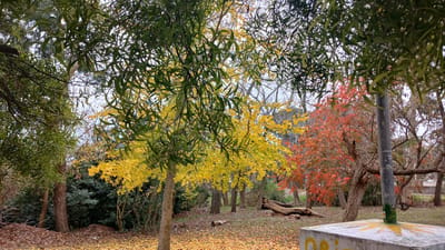 This is a wide-angle, eye-level photograph taken in a park setting in Berisso, Argentina, characterized by autumn foliage. The foreground features a light-colored concrete structure, possibly part of a park amenity, with yellow paint markings resembling a sun design and some graffiti. A weathered metal pole stands adjacent to this structure.

The midground is dominated by trees displaying vibrant fall colors. A tree on the left is adorned with bright yellow leaves, while a tree to its right exhibits striking red foliage. The ground is covered with a thick carpet of fallen leaves, predominantly yellow and brown. Several fallen logs are scattered throughout the park.

In the background, more trees are visible, some with green foliage and others with bare branches, suggesting a transition through seasons. The sky is overcast, contributing to the subdued natural light of the scene. The overall impression is one of a peaceful park experiencing the beauty of autumn.