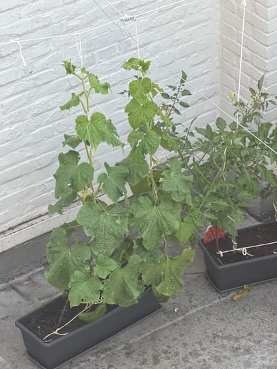 This media file depicts a close-up, vertically oriented view of a tomato plant and a cucumber plant growing in a dark planter box. The plants have lush green foliage and are supported by white string trellises against a white brick wall. Small yellow flowers are visible on the tomato plant. A green cucumber is partially visible in the planter. The scene appears to be an outdoor setting, possibly a garden or patio, with a textured grey surface visible in the background, suggesting a paved area. There is no indication of time of day or weather conditions, but the lighting suggests daytime. No people are visible in the frame. There is a red tag with some writing on it planted in the soil of the planter, but the text is illegible. The overall impression is one of urban gardening or a small outdoor space cultivation. The location context is Turnhout, Belgium.