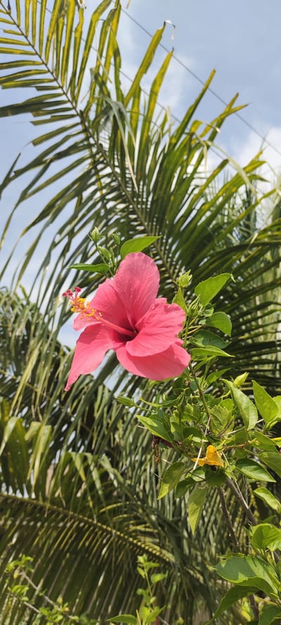 A vibrant pink hibiscus flower, with its stamen protruding and tipped with yellow pollen, is in sharp focus against a backdrop of lush green foliage and a bright blue sky. The hibiscus is situated on the right side of the frame, with several unopened buds and green leaves surrounding it. In the background, out of focus, are the fronds of a palm tree, their elongated leaves creating a textured pattern. A thin electrical wire stretches across the upper portion of the sky. The image appears to be taken outdoors, likely in a tropical or subtropical environment, such as Kilometer Delapan, Indonesia, given the presence of tropical vegetation. No people are present in the image.