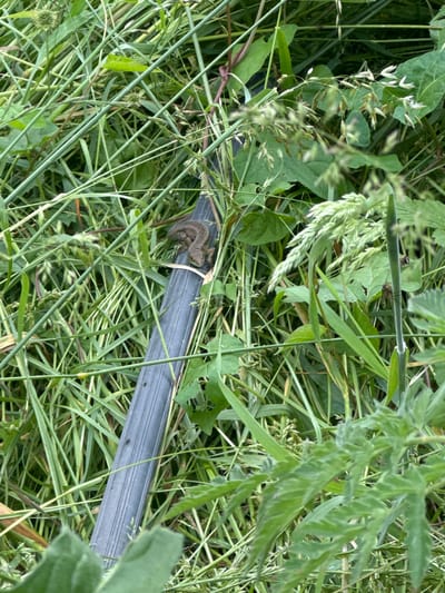 A small, brown lizard with dark markings is perched on a ribbed, dark gray object, possibly a piece of tubing or a conduit. The lizard is positioned lengthwise on the object, its head facing towards the left of the frame. The object is surrounded by dense, green vegetation, including tall grasses and broad leaves. The lighting suggests an outdoor, daytime setting, with dappled light filtering through the foliage. There are no discernible structures or human activity visible in the immediate vicinity, indicating a natural or semi-natural environment. The location of Arda, Bulgaria, is a detail that cannot be determined from the visual information presented in the image.