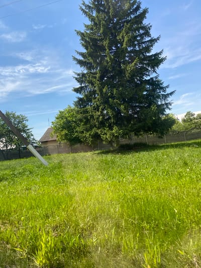 This is a vertical, eye-level, medium-shot photograph of a rural landscape under a bright, partly cloudy sky. The foreground is dominated by a field of lush, green grass, with some areas appearing taller and more wispy than others. In the middle ground, a tall evergreen tree with dense foliage stands prominently. Behind the tree, a concrete fence with a decorative top runs horizontally across the image, separating the grassy area from a residential property. A house with a dark, sloped roof is visible behind the fence, along with other greenery and trees. A utility pole with wires is positioned in the left side of the frame, leaning slightly into the image, with a diagonal support. The scene appears to be in the village of Lyashchitsy, located in the Lyshchitsy rural council, Grodno District, Grodno Region, Belarus, based on the provided location context.