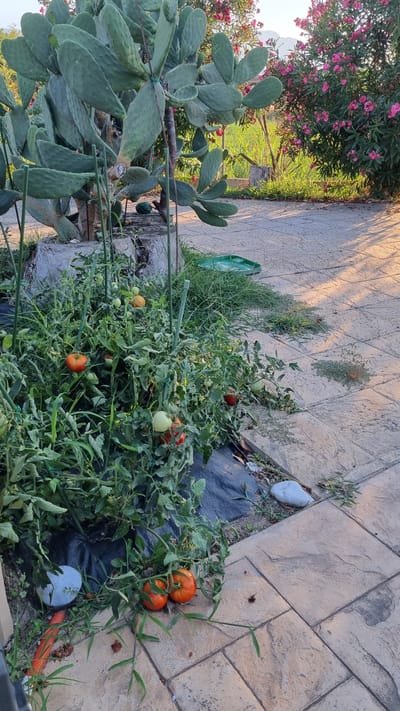 The image depicts a garden scene in Limani Litochorou, Greece, featuring a prickly pear cactus and a tomato plant laden with ripe and unripe tomatoes. The ground is paved with large, textured concrete slabs, and there is a strip of grass bordering the paved area. In the background, a bush with pink flowers is visible, and beyond that, a hillside with vegetation under a bright sky. The lighting suggests it is either early morning or late afternoon, casting long shadows across the scene. A few white rocks are scattered on the ground, and a green plastic tray is partially visible near the grass.