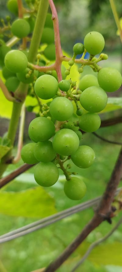 A close-up shot focuses on a cluster of unripe green grapes hanging from a vine. The grapes are round and smooth, with some showing tiny dark specks on their surface. They are attached to thin, pinkish-green stems that branch out from a thicker, woody vine. The background is softly blurred, revealing lush green foliage and the hint of a wooden trellis or wire. The image appears to be taken outdoors in a natural setting. The location is Азгінавіцкі сельскі Савет, Belarus.