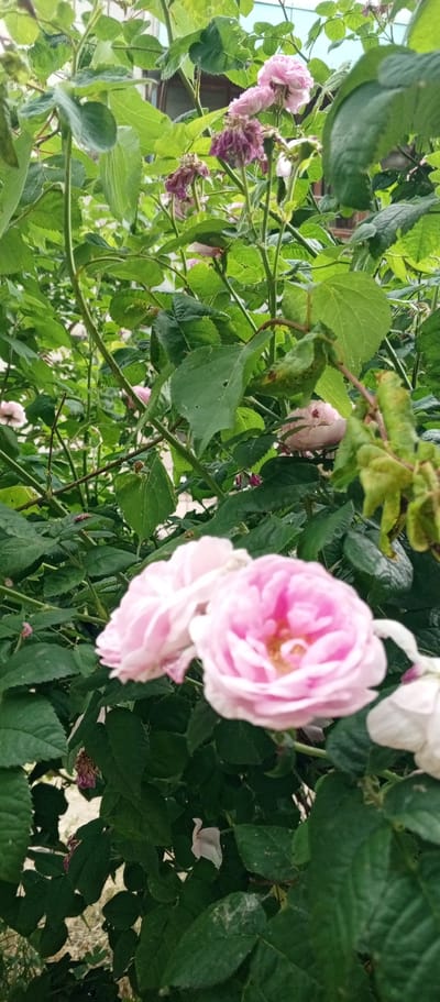 The image depicts a close-up view of a rose bush in Zhirnovsk, Russia. The bush is laden with lush green leaves and several pink roses, some in full bloom and others in various stages of wilting. The foreground is dominated by two prominent pink roses, softly blurred, with delicate petals and visible stamens. Behind them, more pink and some purplish, wilted roses are scattered amongst the foliage. The background is a soft blur of greenery and hints of a building structure, suggesting an outdoor setting, likely a garden or yard within the city. No people or animals are present in the frame. The lighting suggests it is daytime, possibly overcast given the diffused light on the petals.