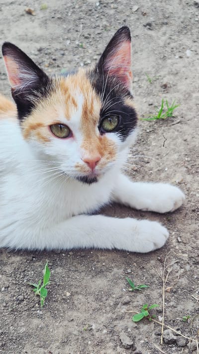 A calico cat with green eyes lies on a patch of dirt with sparse vegetation. The cat's fur is a mix of white, orange, and black. One ear is predominantly black, the other is a mix of black and orange. The cat's face is mostly white with patches of orange and black. Its eyes are wide open, and it appears to be looking directly at the camera. The ground is dry and cracked with small pebbles and blades of grass scattered throughout. The background is blurred and out of focus, suggesting the image was taken outdoors. The scene is consistent with a natural outdoor environment within the city of Ialoveni, Moldova, potentially a yard or park.
