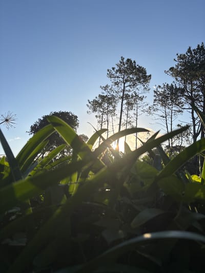 A ground-level view captures the sky and tree canopy through a dense array of green foliage. The sun shines brightly, partially obscured by the leaves, creating a lens flare effect. Tall, thin blades of grass dominate the foreground, while trees with fine branches reach up toward the blue sky. A single dried flower head is visible near the bottom. The composition is tilted, giving a dynamic perspective of upward growth.