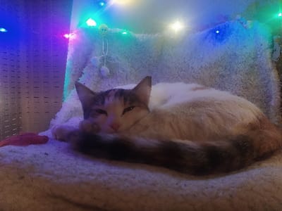 The image depicts a domestic cat resting on a white, fluffy, concave surface. The cat, exhibiting a white, brown, and grey patched or tabby fur pattern, is curled in a semi-fetal position with its head facing forward, eyes partially closed. Its dark-furred tail is wrapped around its body. To the left of the cat's front paw, a small, irregularly shaped red object is visible on the white surface, resembling a pet toy. The background is dimly lit by multicolored string lights, casting hues of blue, purple, white, and green across the scene. A dark, vertically textured surface is present on the left, possibly a wall or furniture. Above the cat, the string lights include small white pom-pom-like decorations. The scene is an indoor setting in Harasta, Syria.