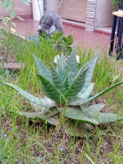 The image depicts an outdoor residential garden scene in Villa Ballester Noroeste, Argentina. In the immediate foreground, a large, mature Aloe vera plant with prominent, spiky, variegated green leaves is rooted in patchy soil amidst sparse green grass. Directly behind the Aloe vera, an area of taller, green grass is visible. Towards the upper left of the midground, a gray and white cat is positioned on all fours, with its head lowered into the grass, seemingly investigating or interacting with something unseen within it. To the right of the cat, a smaller succulent plant with rounded green leaves is contained within a white pot. The background features a reddish-brown tiled patio adjacent to a building exterior characterized by a horizontally striped wall and a visible dark metal object, likely a furniture leg or stand, on the far right. The scene is under natural daylight conditions.
