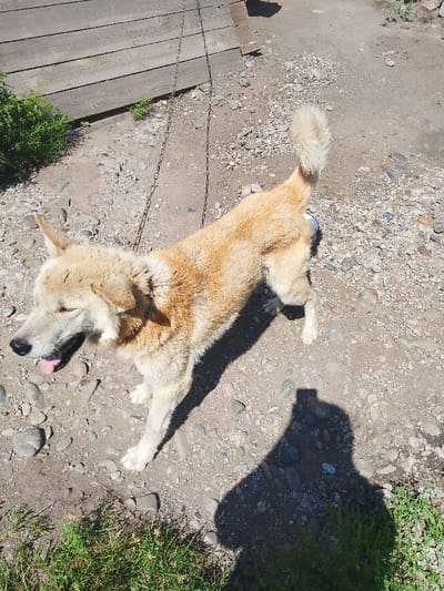 The image shows a medium-sized, light-colored dog standing on a gravelly ground outdoors. The dog is on a chain, and a wooden fence is visible in the background. The dog's tongue is sticking out, and it appears to be panting. A shadow of a person taking the photo is also visible on the ground. The scene is set in a rural or semi-rural area, possibly a yard or a park. There is no direct indication of the specific location within Изыхские Копи, Russia, beyond the general setting.