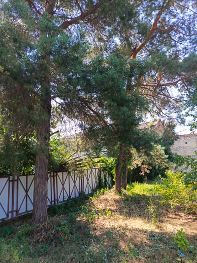 The image shows a residential backyard in Uryupinsk, Russia, with two mature pine trees in the foreground. A white fence with a diamond pattern in its upper section runs along the background. The ground is covered with dry grass, pine needles, and some small bushes. Sunlight filters through the pine branches, creating dappled light on the ground. In the far background, a building with a terracotta roof is partially visible. The scene appears to be a quiet, private outdoor space.
