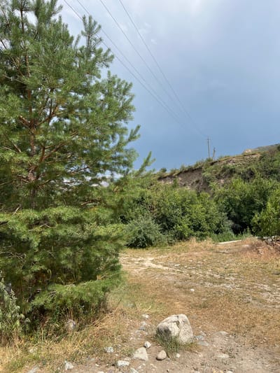 A pine tree stands prominently in the foreground on the left side of the image, its green needles contrasting with the dry, brown grass and dirt path that leads into the scene. The path winds towards a lush green area of bushes and trees, beyond which a steep, eroded hillside rises. Electrical wires are strung across the sky, supported by wooden poles on the hilltop. The sky is overcast and a muted blue-grey, suggesting a cloudy day. The location is Yuryevka, Kyrgyzstan. The scene depicts a natural outdoor environment with signs of infrastructure.