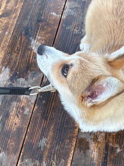 A close-up, overhead shot shows a young corgi lying on a wet wooden deck. The dog's face is angled upwards and to the left, with its nose pointed towards the camera. The dog has light brown and white fur, with dark eyes and ears. A black leash with a silver clasp is attached to the dog's collar and extends out of frame to the left. The wooden deck appears weathered and wet, with visible wood grain and some scattered debris. The scene is set in Pchelka, Russia.