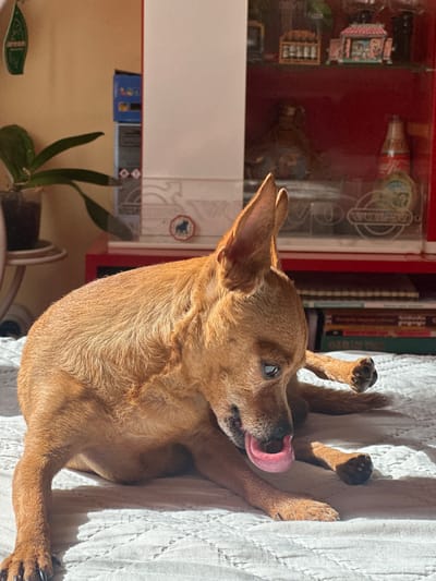 A medium-sized, tan-colored dog lies on its back on a textured white surface, possibly a bed or blanket. The dog has its tongue extended, licking its nose. The dog’s paws are extended upwards. The scene is indoors, adjacent to a red cabinet or shelf unit containing various items, including bottles and boxes. A potted plant is visible in the lower-left corner. Books are also visible in the upper-right area. The location of the image can not be confirmed as being in Kalipetrovo, Bulgaria.