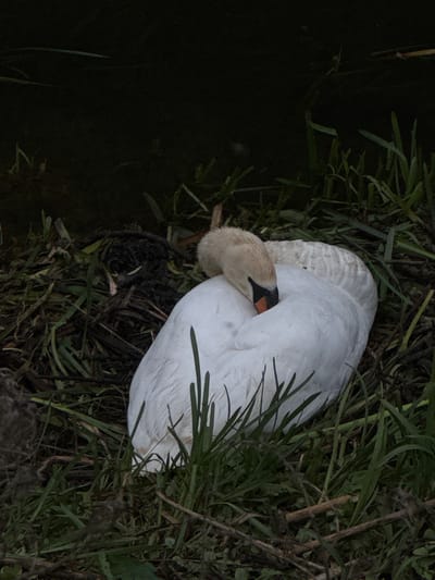 A white swan rests amongst green grass and vegetation next to a body of water. The swan is nestled on its side, with its head tucked back into its body, obscuring its neck. The scene is in Tinwell, United Kingdom.