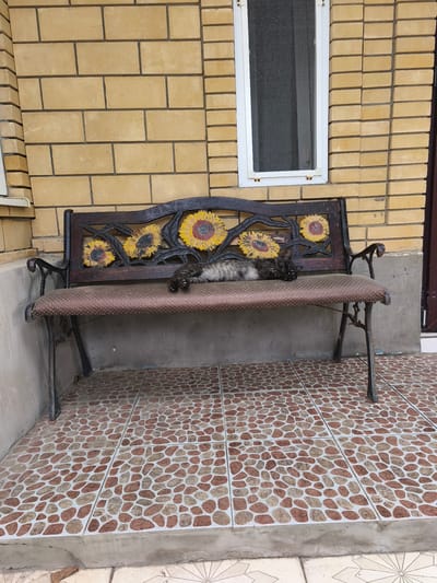 A black and grey cat is lying on a brown-patterned bench in front of a yellow brick wall with a window. The bench has a decorative metal back with sunflower motifs. The floor is tiled with a pattern of small, irregular brown and tan stones. The scene appears to be outdoors, possibly on a porch or patio, in Kollektivizator, Russia.