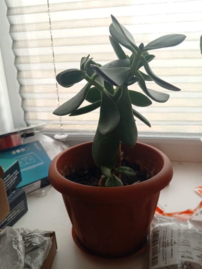 A jade plant is pictured in a terracotta pot on a windowsill. The plant has thick, fleshy green leaves and is in the foreground. Behind the plant, a white window blind is visible, partially obscuring the view of the outside. To the left of the plant, several items are placed on the windowsill, including a blue box with text and images, and a cardboard box containing plastic-wrapped items. To the right of the pot, a plastic bag with printed text and a barcode is visible. The scene appears to be indoors, likely in a residential setting. The image does not provide any specific geographical markers or details that would place it in Bezenchuk, Russia.